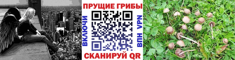 что такое наркотик  Ногинск  Галлюциногенные грибы GOLDEN TEACHER 